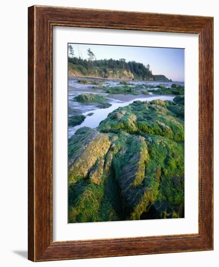 Seaweed on Rocks During Low Tide Near Cape Alava, Olympic National Park, Washington, USA-Scott T. Smith-Framed Photographic Print