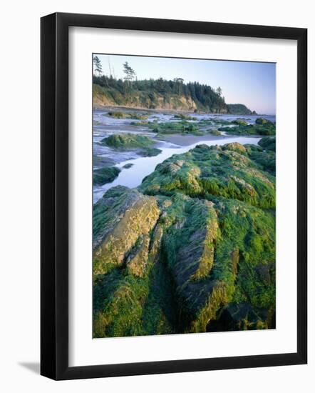 Seaweed on Rocks During Low Tide Near Cape Alava, Olympic National Park, Washington, USA-Scott T. Smith-Framed Photographic Print