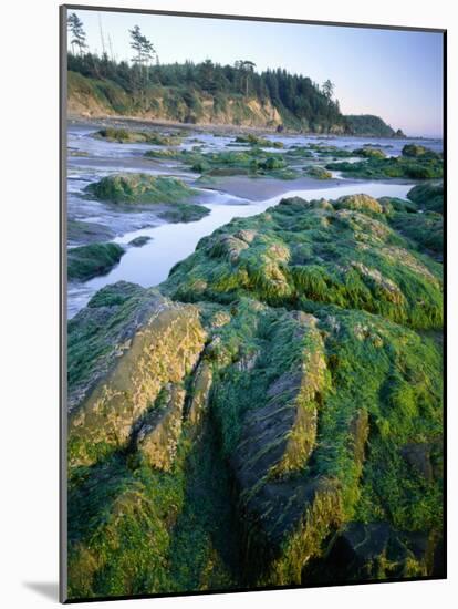 Seaweed on Rocks During Low Tide Near Cape Alava, Olympic National Park, Washington, USA-Scott T. Smith-Mounted Photographic Print