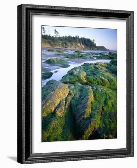 Seaweed on Rocks During Low Tide Near Cape Alava, Olympic National Park, Washington, USA-Scott T. Smith-Framed Photographic Print