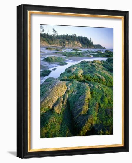 Seaweed on Rocks During Low Tide Near Cape Alava, Olympic National Park, Washington, USA-Scott T. Smith-Framed Photographic Print