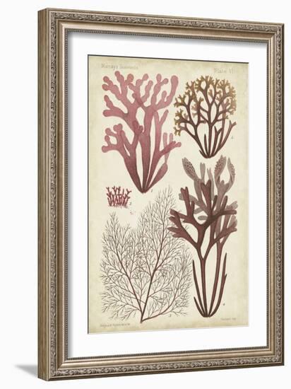 Seaweed Specimen in Coral II-Vision Studio-Framed Art Print