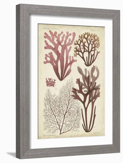 Seaweed Specimen in Coral II-Vision Studio-Framed Art Print