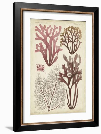 Seaweed Specimen in Coral II-Vision Studio-Framed Art Print