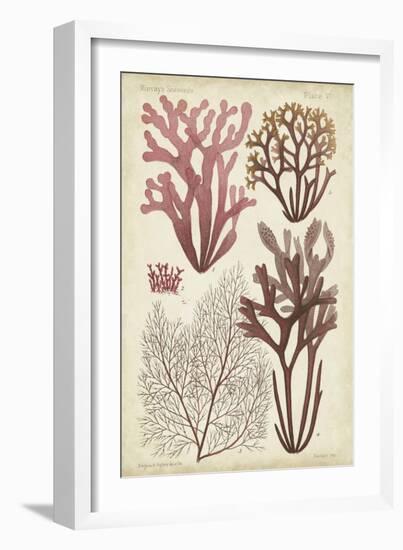 Seaweed Specimen in Coral II-Vision Studio-Framed Art Print