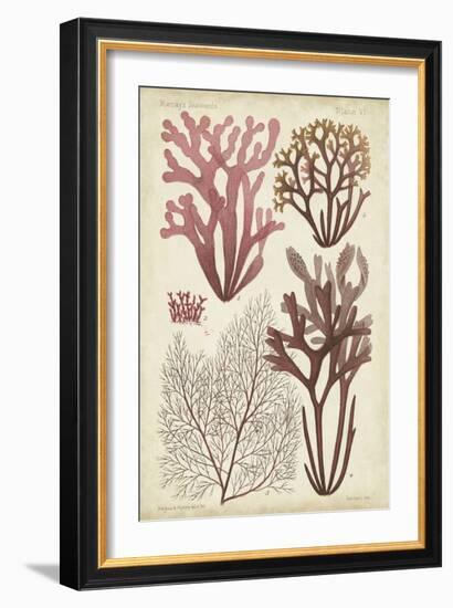 Seaweed Specimen in Coral II-Vision Studio-Framed Art Print