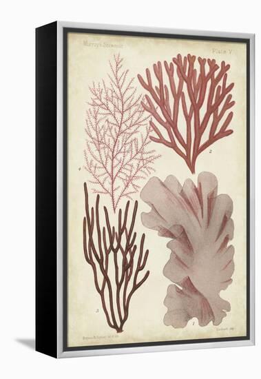 Seaweed Specimen in Coral III-Vision Studio-Framed Stretched Canvas