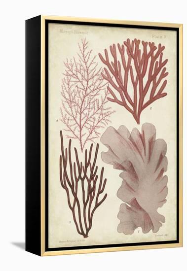 Seaweed Specimen in Coral III-Vision Studio-Framed Stretched Canvas