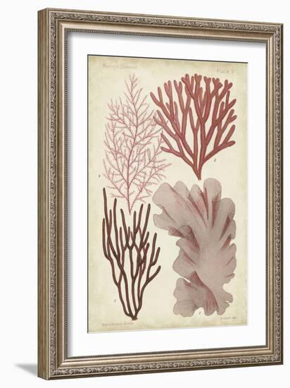 Seaweed Specimen in Coral III-Vision Studio-Framed Premium Giclee Print