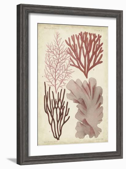 Seaweed Specimen in Coral III-Vision Studio-Framed Art Print