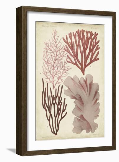 Seaweed Specimen in Coral III-Vision Studio-Framed Art Print