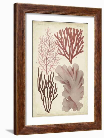 Seaweed Specimen in Coral III-Vision Studio-Framed Art Print