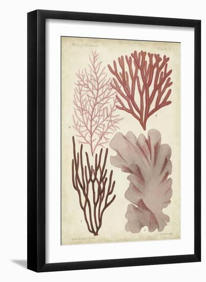 Seaweed Specimen in Coral III-Vision Studio-Framed Art Print