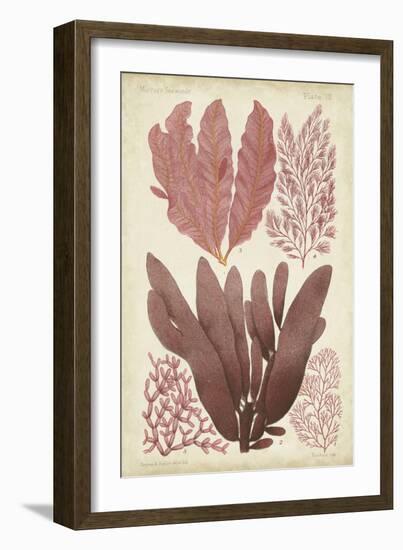 Seaweed Specimen in Coral IV-Vision Studio-Framed Art Print