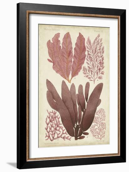 Seaweed Specimen in Coral IV-Vision Studio-Framed Art Print