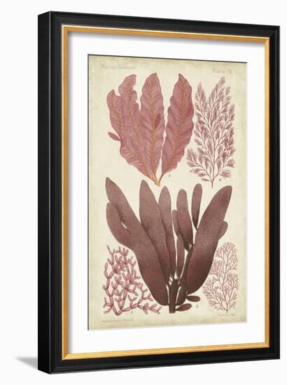 Seaweed Specimen in Coral IV-Vision Studio-Framed Art Print