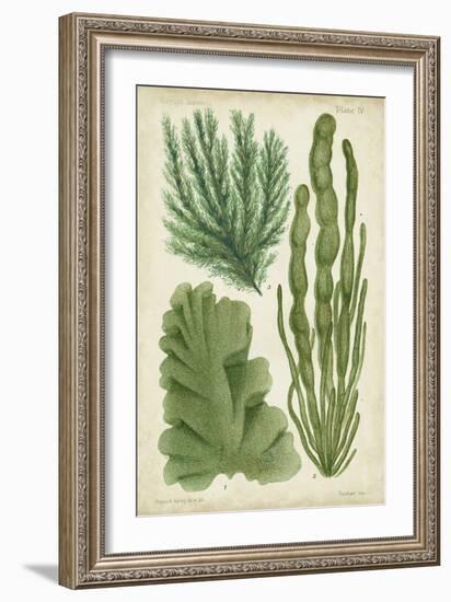 Seaweed Specimen in Green I-Vision Studio-Framed Art Print