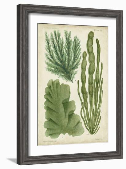 Seaweed Specimen in Green I-Vision Studio-Framed Art Print