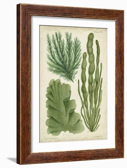 Seaweed Specimen in Green I-Vision Studio-Framed Art Print