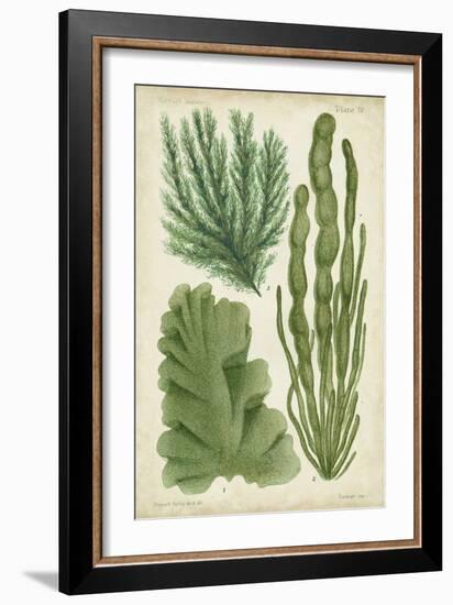 Seaweed Specimen in Green I-Vision Studio-Framed Art Print