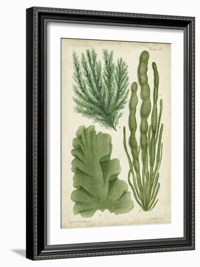 Seaweed Specimen in Green I-Vision Studio-Framed Art Print