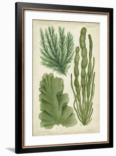 Seaweed Specimen in Green I-Vision Studio-Framed Art Print