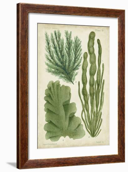 Seaweed Specimen in Green I-Vision Studio-Framed Art Print