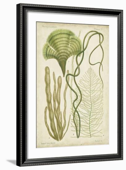 Seaweed Specimen in Green II-Vision Studio-Framed Art Print