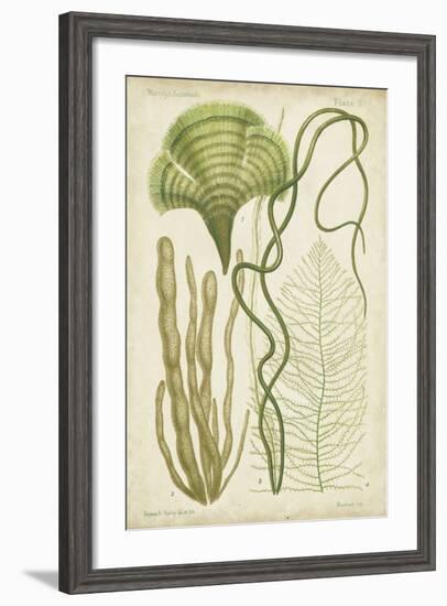 Seaweed Specimen in Green II-Vision Studio-Framed Art Print