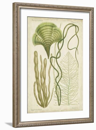 Seaweed Specimen in Green II-Vision Studio-Framed Art Print