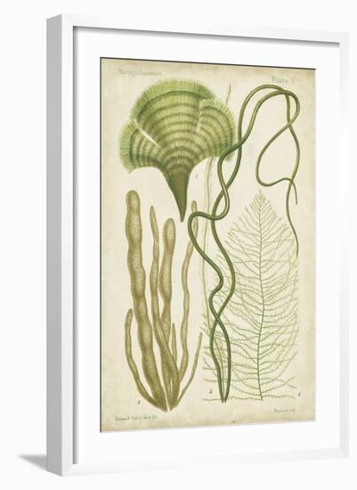 Seaweed Specimen in Green II-Vision Studio-Framed Art Print