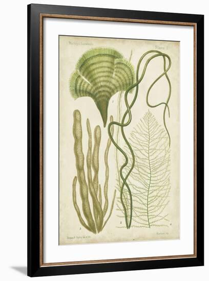 Seaweed Specimen in Green II-Vision Studio-Framed Art Print