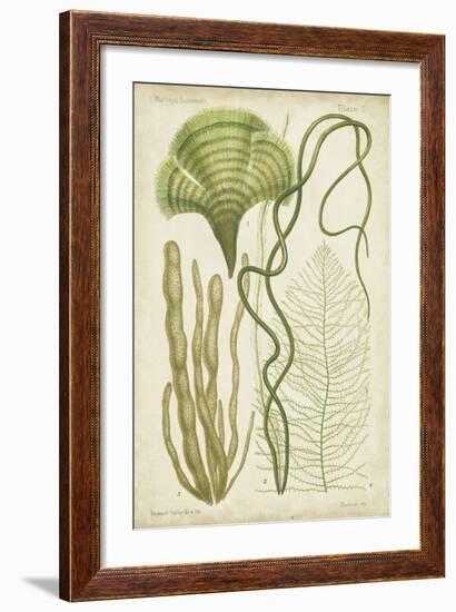 Seaweed Specimen in Green II-Vision Studio-Framed Art Print