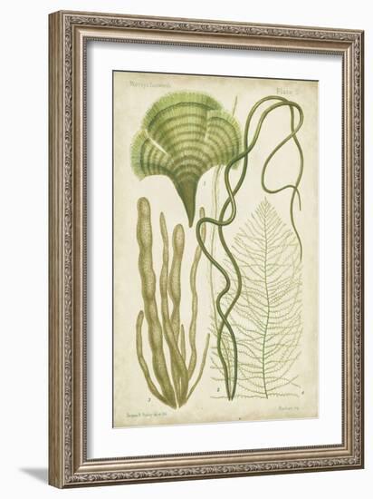 Seaweed Specimen in Green II-Vision Studio-Framed Art Print