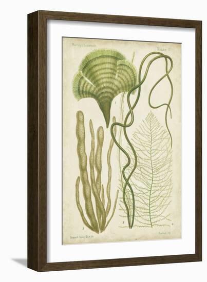 Seaweed Specimen in Green II-Vision Studio-Framed Art Print