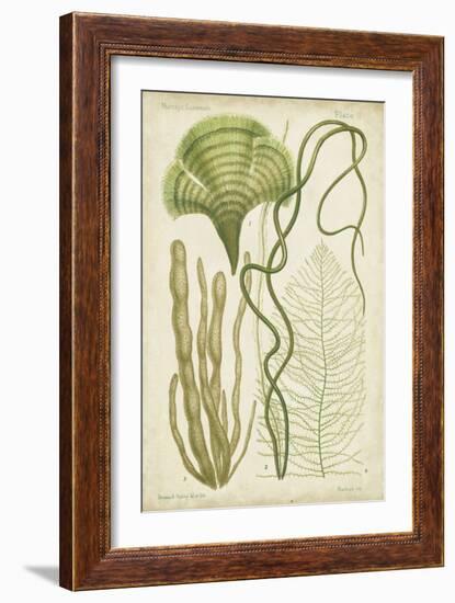 Seaweed Specimen in Green II-Vision Studio-Framed Art Print