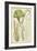 Seaweed Specimen in Green II-Vision Studio-Framed Art Print