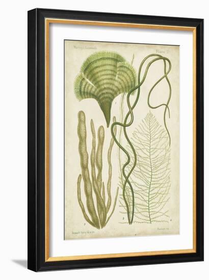 Seaweed Specimen in Green II-Vision Studio-Framed Art Print