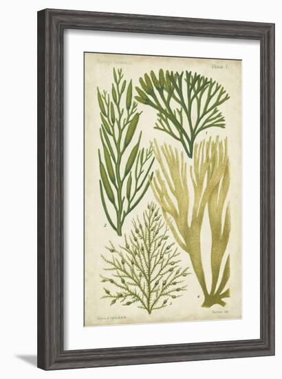 Seaweed Specimen in Green III-Vision Studio-Framed Art Print