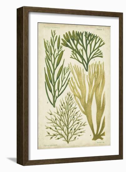 Seaweed Specimen in Green III-Vision Studio-Framed Art Print