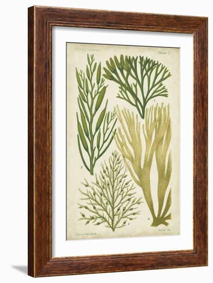 Seaweed Specimen in Green III-Vision Studio-Framed Art Print