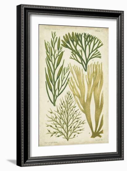 Seaweed Specimen in Green III-Vision Studio-Framed Art Print