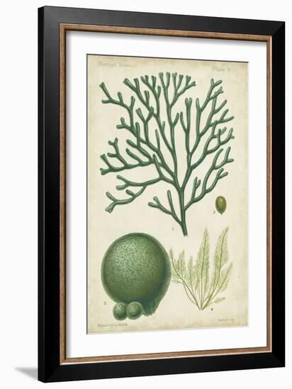 Seaweed Specimen in Green IV-Vision Studio-Framed Art Print