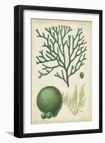 Seaweed Specimen in Green IV-Vision Studio-Framed Art Print