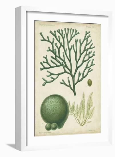 Seaweed Specimen in Green IV-Vision Studio-Framed Art Print