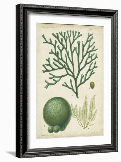 Seaweed Specimen in Green IV-Vision Studio-Framed Art Print