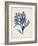 Seaweed Specimens II-Naomi McCavitt-Framed Art Print