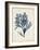 Seaweed Specimens II-Naomi McCavitt-Framed Art Print