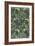 Seaweed Wallpaper Design, printed by John Henry Dearle-William Morris-Framed Giclee Print