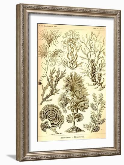 Seaweed-Ernst Haeckel-Framed Art Print